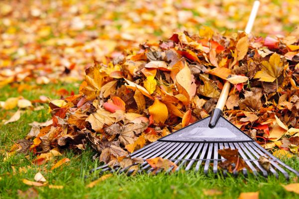 Cost of Leaves Removal in Mckinney