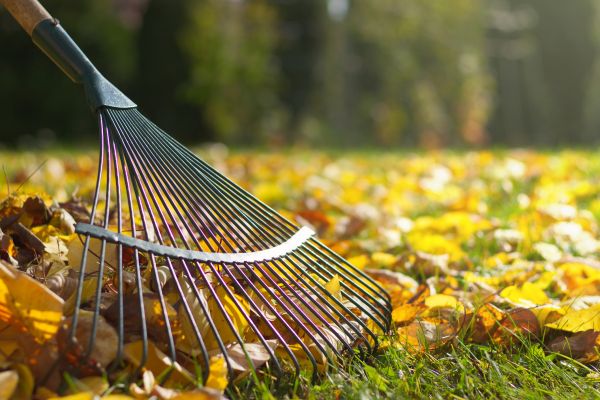 Cost of Leaf Raking Service in Mckinney
