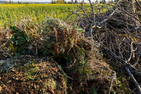 Cost of Brush Disposal in Mckinney