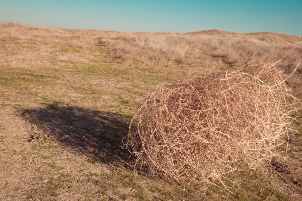 Cost of Tumbleweed Removal in Mckinney