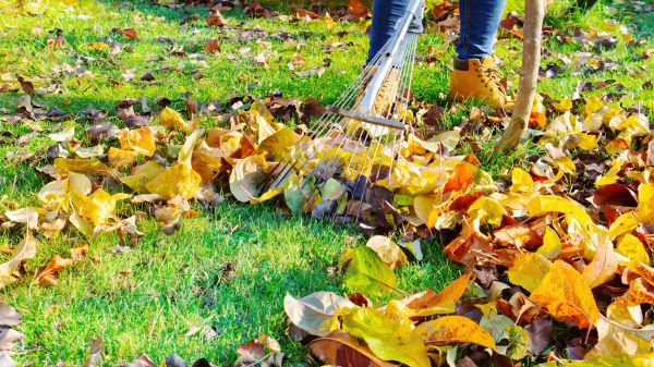 Cost of Autumn Leaf Removal in Mckinney