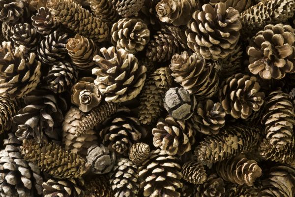 Pine Cone Disposal