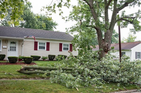 Cost of Fallen Branch Removal in Mckinney